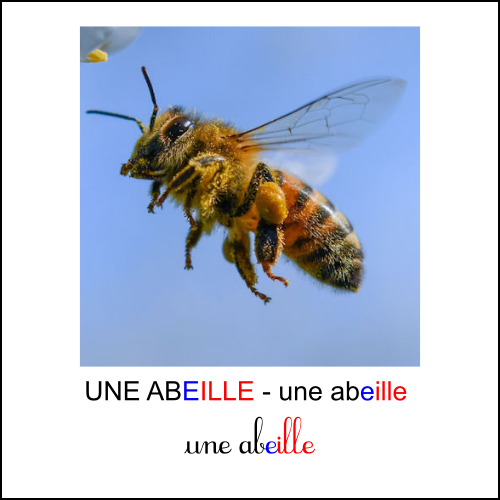 Graphie eille